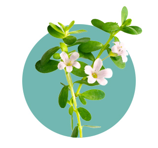 Bacopa