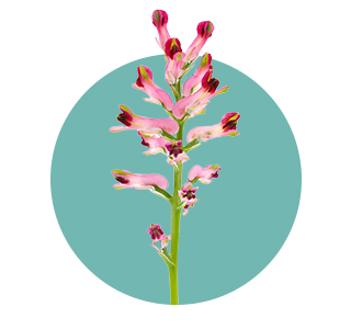 Fumitory