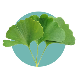 Ginkgo Biloba