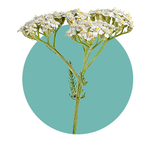 Yarrow