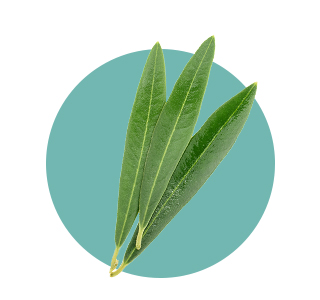 Olive Leaf