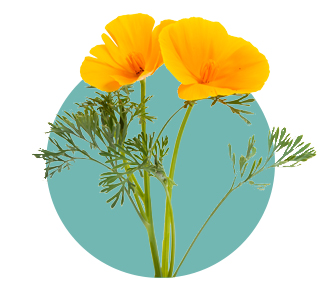 California Poppy