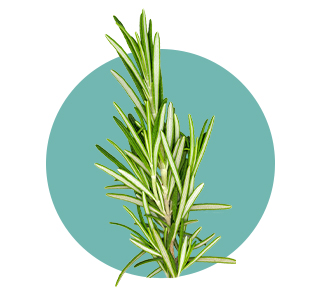 Rosemary