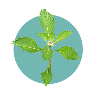 Stinging Nettle Leaf Dry Extract (Urtica dioica)