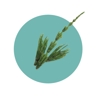 Horsetail Dry Extract (Equisetum arvense)