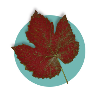 Red Vine Leaf Extract